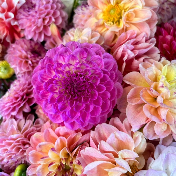 Meet your Posher, Jordana - Picture 1 of 1